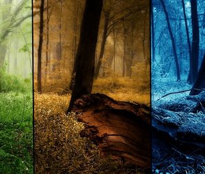 Превью обои лес, времена года, снимки, деревья, лето, осень, зима