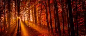Превью обои лес, закат, солнечный свет, деревья, листья, осень