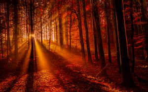 Превью обои лес, закат, солнечный свет, деревья, листья, осень