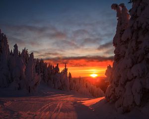 Превью обои лес, закат, зима, пейзаж, склон, заснеженный