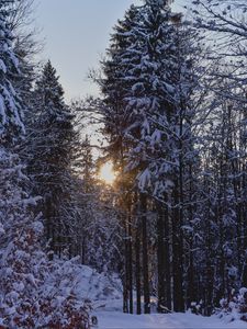 Превью обои лес, закат, зима, деревья, снег