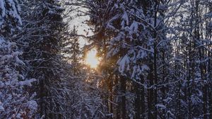 Превью обои лес, закат, зима, деревья, снег