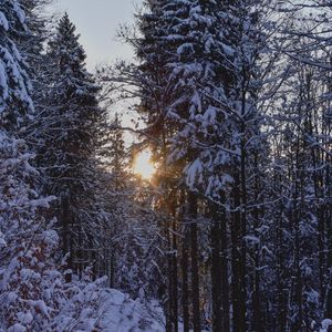 Превью обои лес, закат, зима, деревья, снег