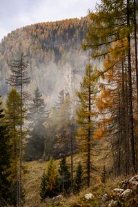 Превью обои лес, замок, туман, холм, осень