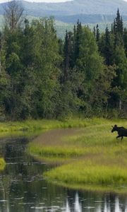 Превью обои лес, зелень, деревья, вода, лось