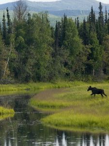 Превью обои лес, зелень, деревья, вода, лось