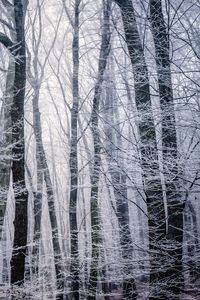 Превью обои лес, зима, чб, деревья, иней