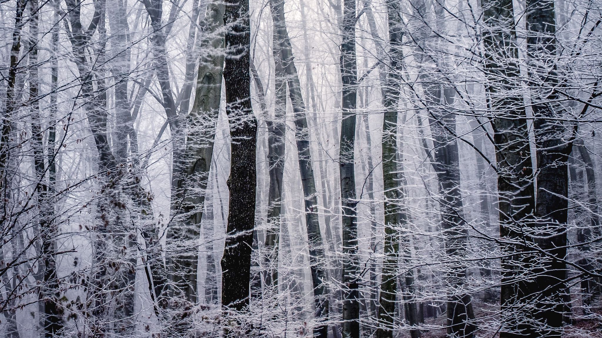 Жуткий зимний лес