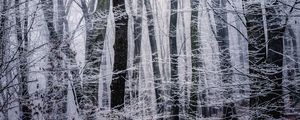 Превью обои лес, зима, чб, деревья, иней