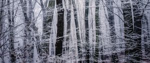 Превью обои лес, зима, чб, деревья, иней