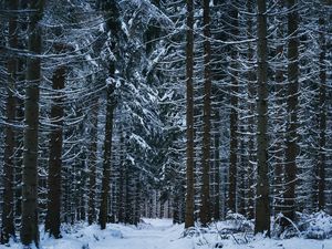 Превью обои лес, зима, деревья, снег