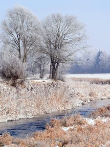 Превью обои лес, зима, деревья