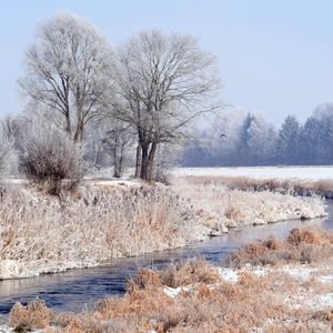 Превью обои лес, зима, деревья