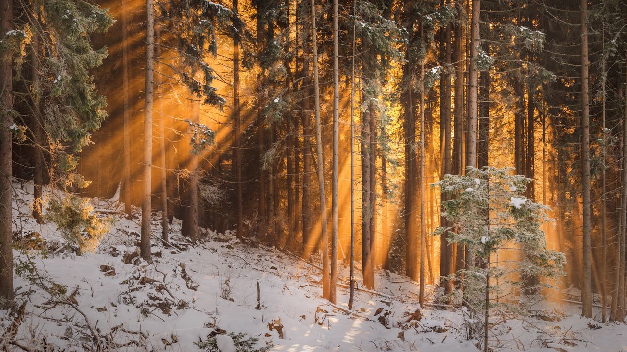 Обои лес, зима, деревья, солнечный свет