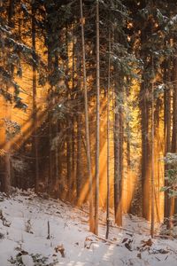 Превью обои лес, зима, деревья, солнечный свет