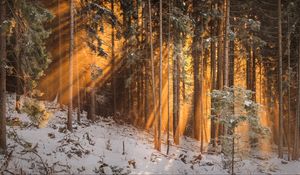 Превью обои лес, зима, деревья, солнечный свет