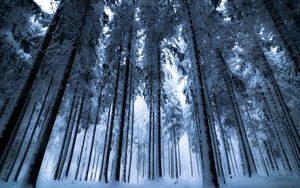 Превью обои лес, зима, деревья, снег, вид снизу, туман