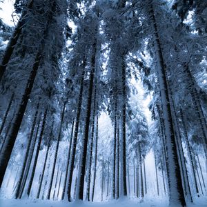 Превью обои лес, зима, деревья, снег, вид снизу, туман