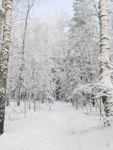 Превью обои лес, зима, деревья, снег, пейзаж