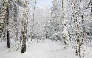 Превью обои лес, зима, деревья, снег, пейзаж