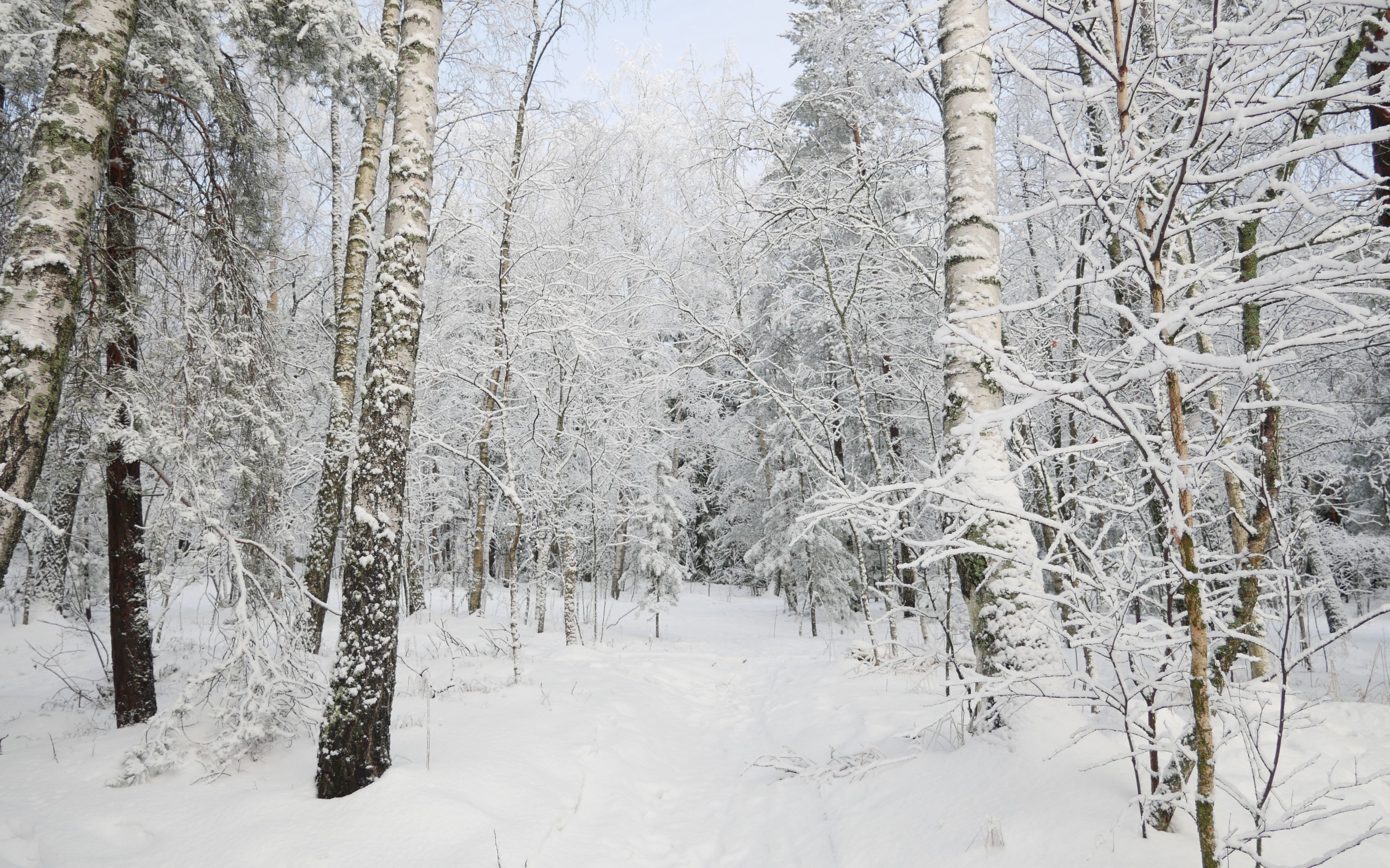 Зима деревья в снегу