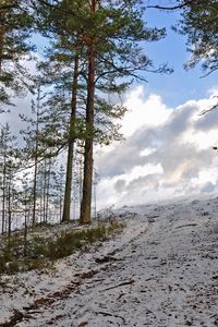 Превью обои лес, зима, деревья, подъем, небо, снег