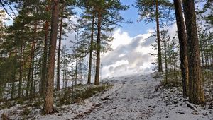 Превью обои лес, зима, деревья, подъем, небо, снег