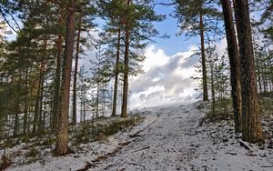 Превью обои лес, зима, деревья, подъем, небо, снег