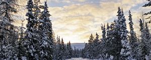 Превью обои лес, зима, дорога, ели, облака, природа