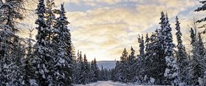 Превью обои лес, зима, дорога, ели, облака, природа