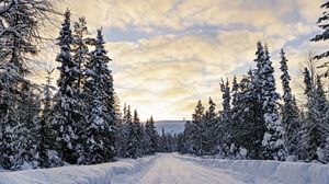Превью обои лес, зима, дорога, ели, облака, природа