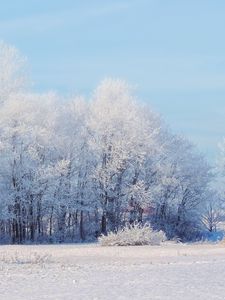 Превью обои лес, зима, снег, пейзаж, деревья