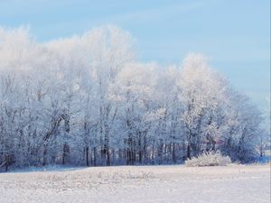 Превью обои лес, зима, снег, пейзаж, деревья