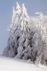 Превью обои лес, зима, снег