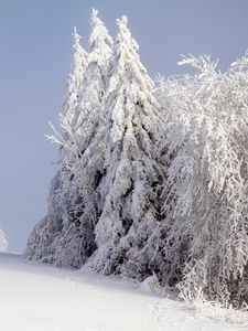 Превью обои лес, зима, снег