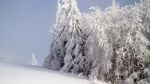 Превью обои лес, зима, снег