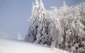 Превью обои лес, зима, снег