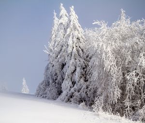 Превью обои лес, зима, снег