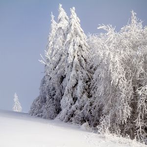 Превью обои лес, зима, снег