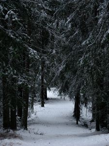 Превью обои лес, зима, снег, деревья, ветки