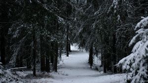 Превью обои лес, зима, снег, деревья, ветки