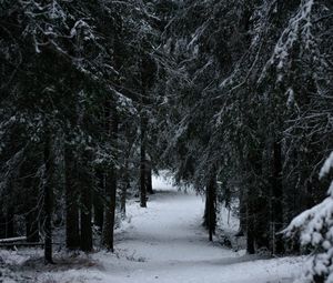 Превью обои лес, зима, снег, деревья, ветки