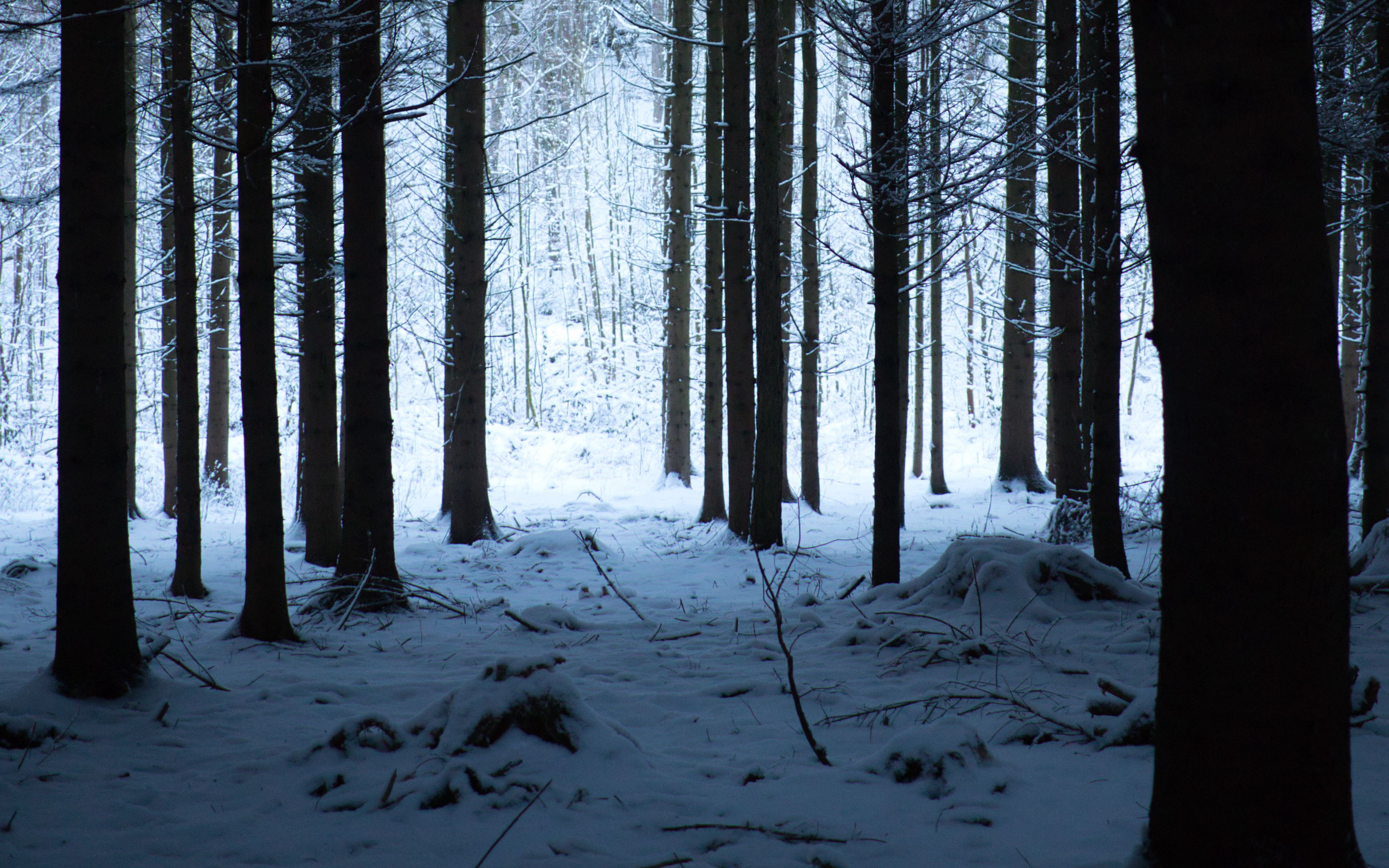 Зима в глухом лесу