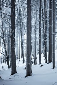 Превью обои лес, зима, снег, деревья, стволы, белый