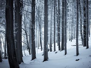 Превью обои лес, зима, снег, деревья, стволы, белый