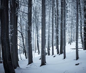 Превью обои лес, зима, снег, деревья, стволы, белый