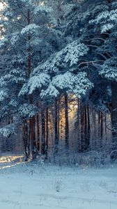 Превью обои лес, зима, снег, деревья, зимний пейзаж