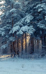 Превью обои лес, зима, снег, деревья, зимний пейзаж