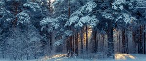 Превью обои лес, зима, снег, деревья, зимний пейзаж