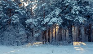 Превью обои лес, зима, снег, деревья, зимний пейзаж